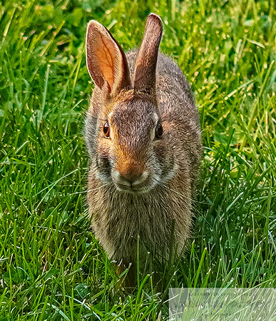 Animals photo 2
