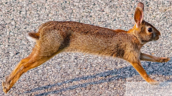 Animals photo 3