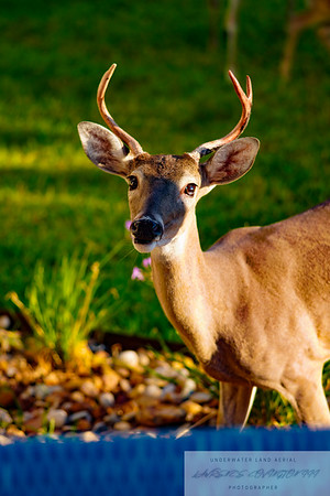 Animals photo 4