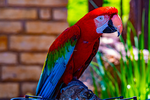 Birds photo 2