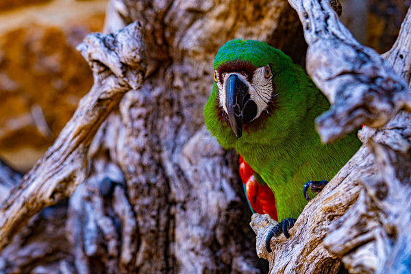 Birds photo 3