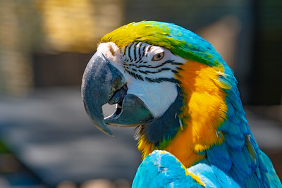Birds photo 4