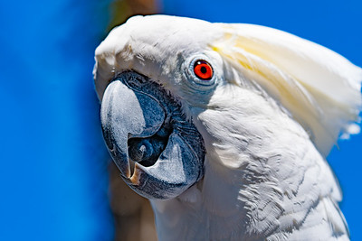 Birds photo 5