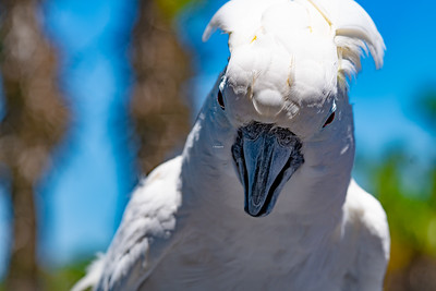 Birds photo 6