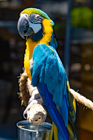 Birds photo 7