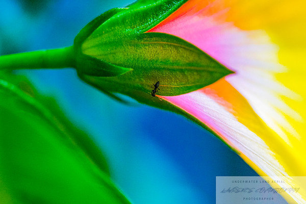 Flowers photo 2