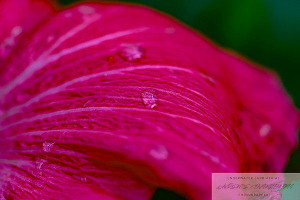 Flowers photo 3