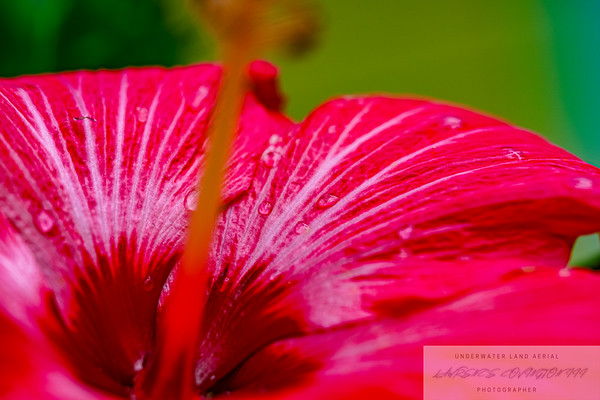 Flowers photo 4