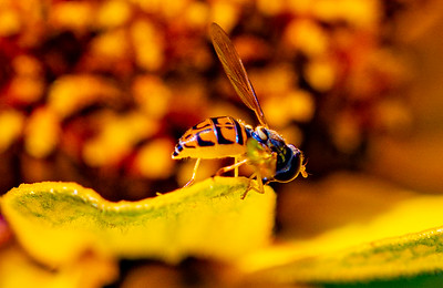 Small Insects