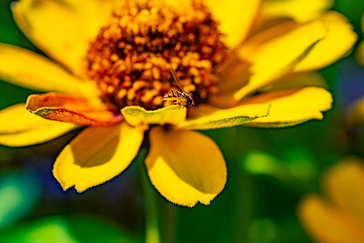Small Insects photo 2