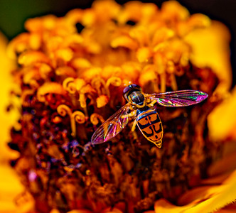 Small Insects photo 3