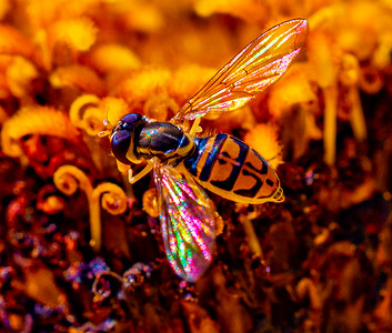 Small Insects photo 4