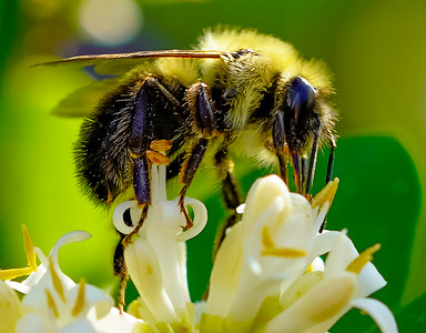 Small Insects photo 5