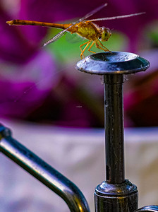 Small Insects photo 6