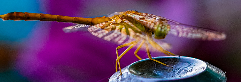 Small Insects photo 7