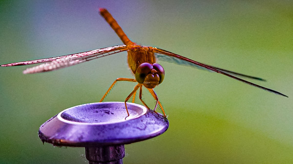 Small Insects photo 8