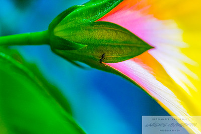 Small Insects photo 9