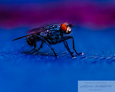 Small Insects photo 10