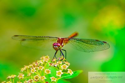 Small Insects photo 11