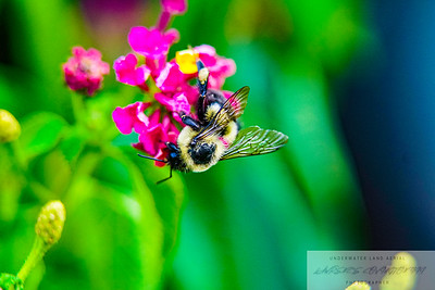 Small Insects photo 12
