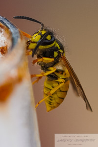 Small Insects photo 14