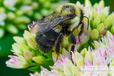 Small Insects photo 15