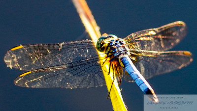 Small Insects photo 16
