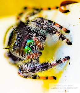 Small Insects photo 17
