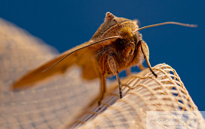 Small Insects photo 18