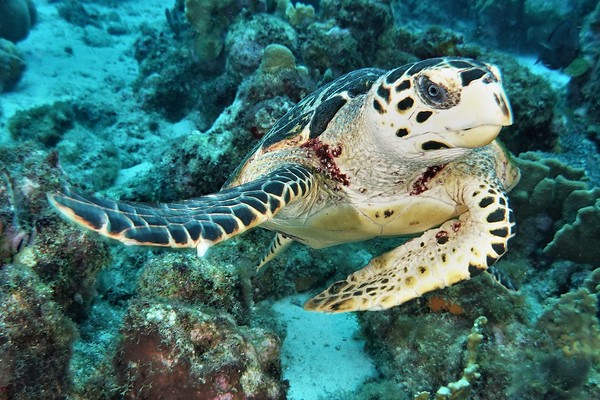 Underwater Dive Videos