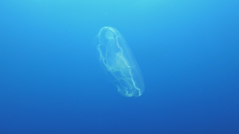 Underwater Dive Videos photo 2