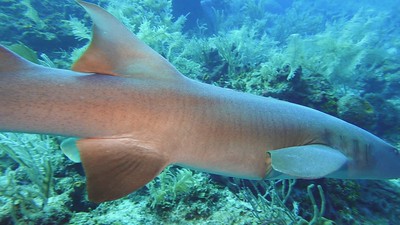 Underwater Dive Videos photo 3