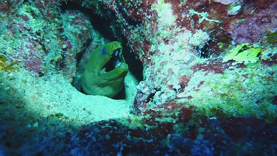 Underwater Dive Videos photo 4