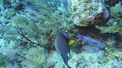 Underwater Dive Videos photo 5