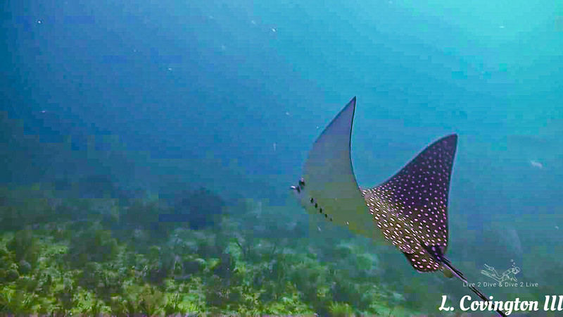 Underwater Dive Videos photo 6