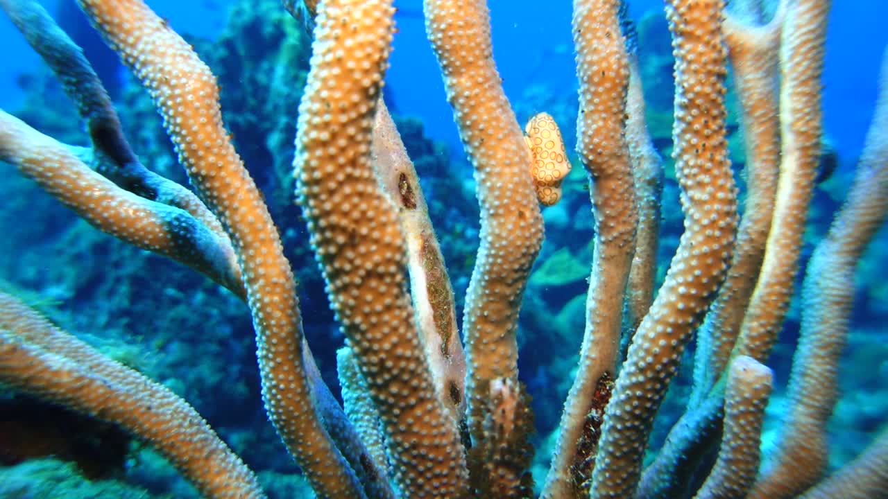 Flamingo Tongue dive video