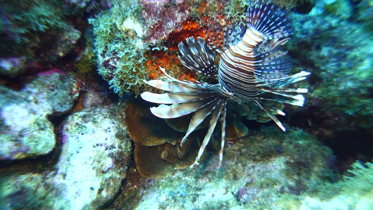 Lionfish dive video