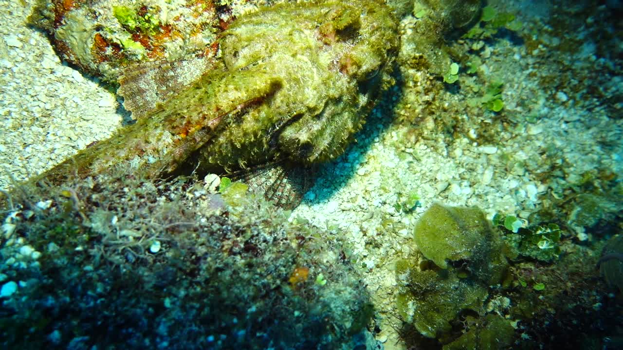 Scorpion Fish / Stonefish dive video
