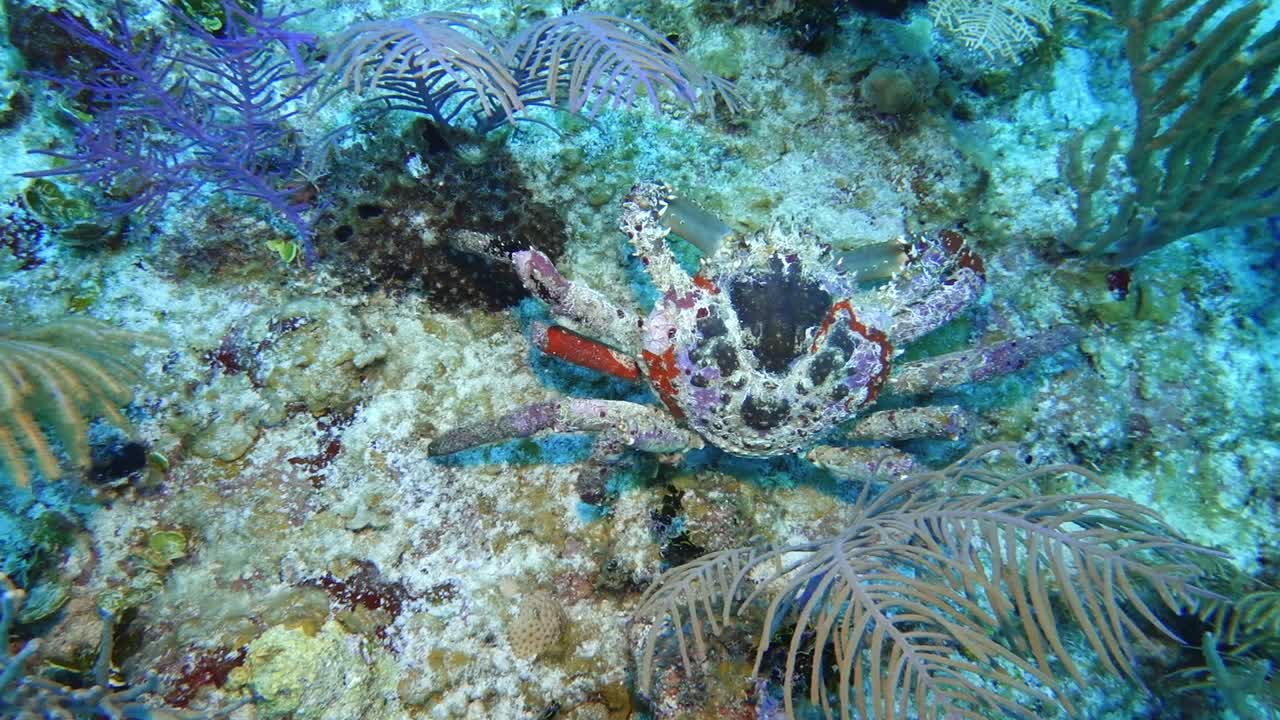 Crab dive video