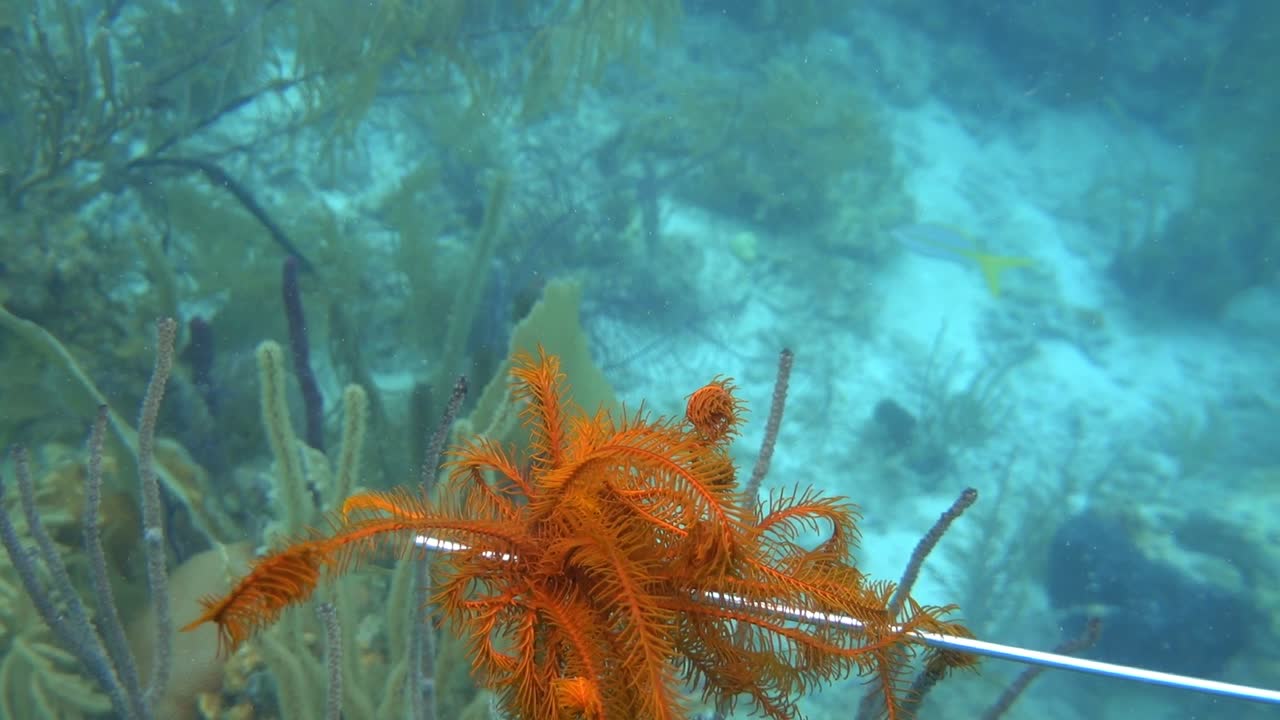 Starfish dive video