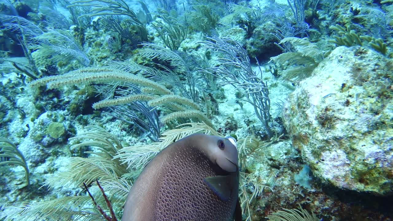 Angelfish dive video